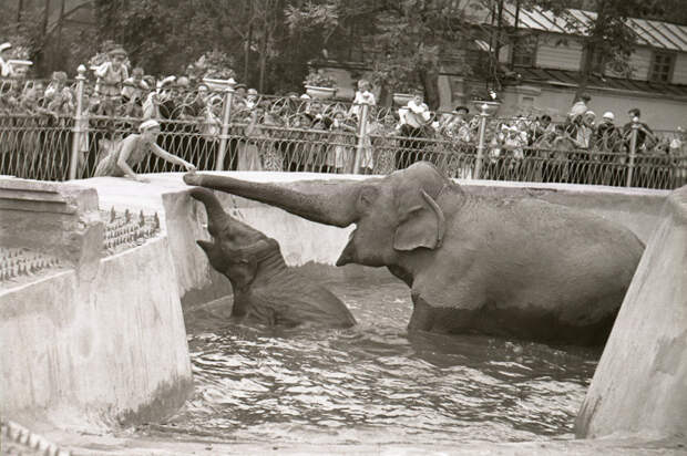 В годы войны столичный зоопарк посетило 4 млн. человек. /Фото: и архива зоопарка, strana.ru
