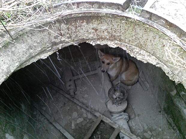 Спасатели Белогорска вытащили из колодца собаку