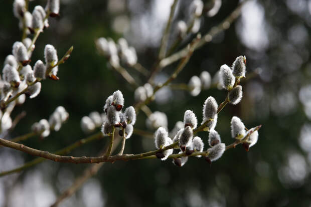 Роспотребнадзор опроверг слухи о "нашествии комаров" весной