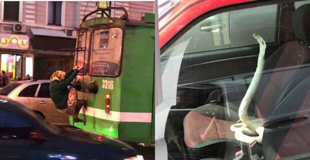 Регистратор такого не забудет: 22 самых странных встречи на дороге