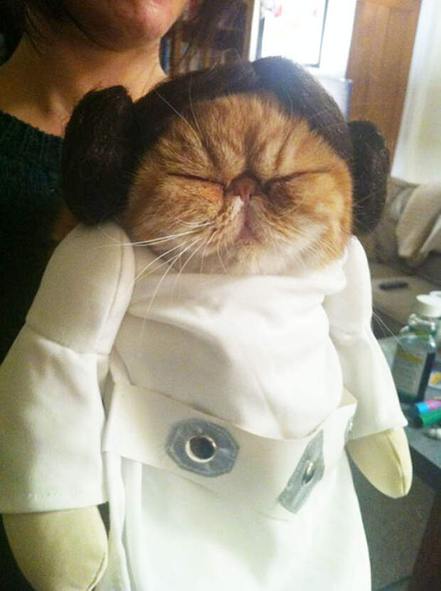 Princess Leia Kitty