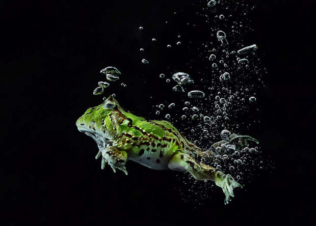 frog-photography-tantoyensen-28-5836fba300ac7__880