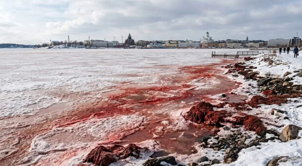 Кровавый лёд Хельсинки: Финский залив окрасился в оттенки красного