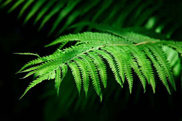 Ученый из России создал первые в мире светящиеся цветы из «Аватара»