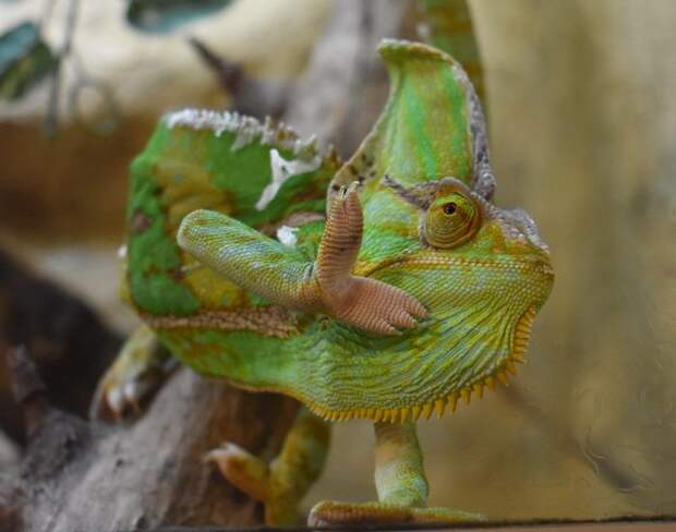 Нерв с запасом