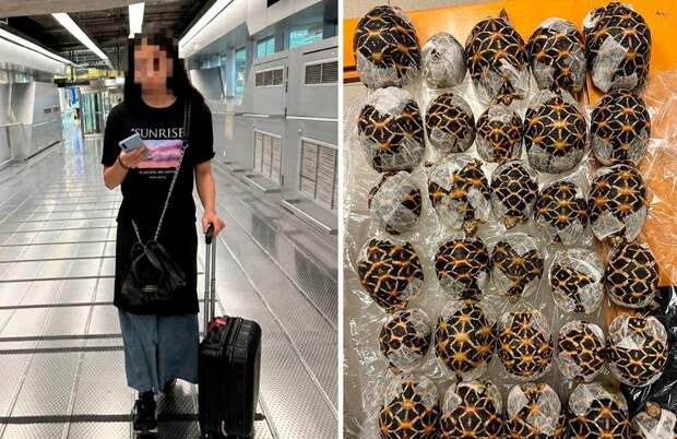 В аэропорту Таиланда задержали обклеенную 30 живыми черепахами девушку