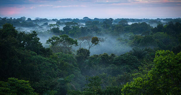 Испарение воды деревьями амазонских джунглей заставляет воздух над ними подниматься вверх, «засасывая» в Амазонию влажные воздушные массы с Атлантики  / ©upliftconnect.com