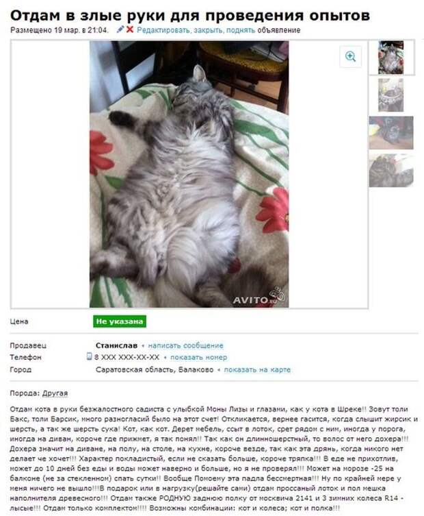 Смешные объявления о продаже кошек на авито