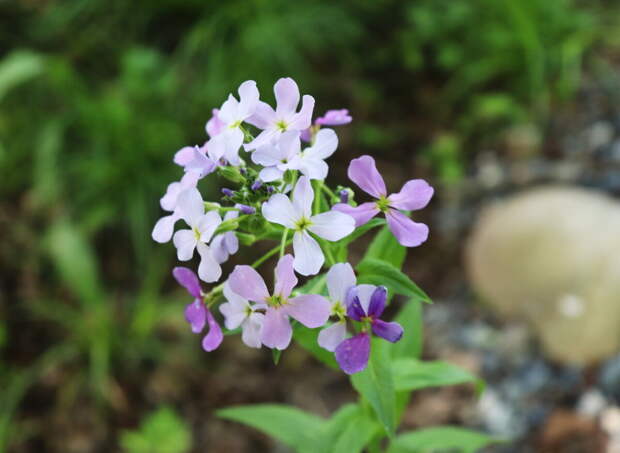 Вечерница, или Гесперис Hésperis