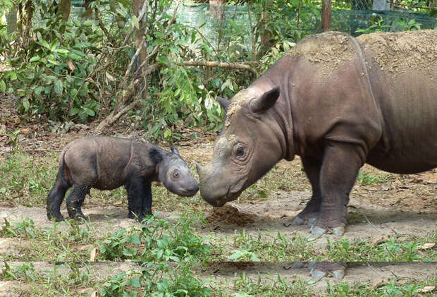 Суматранский носорог - самый маленький из носорогов, численность около 200 особей. Унижаются браконьерами из-за высокой ценности рога. Неволю переносят плохо. животные, исчезающие, прирорда, фауна