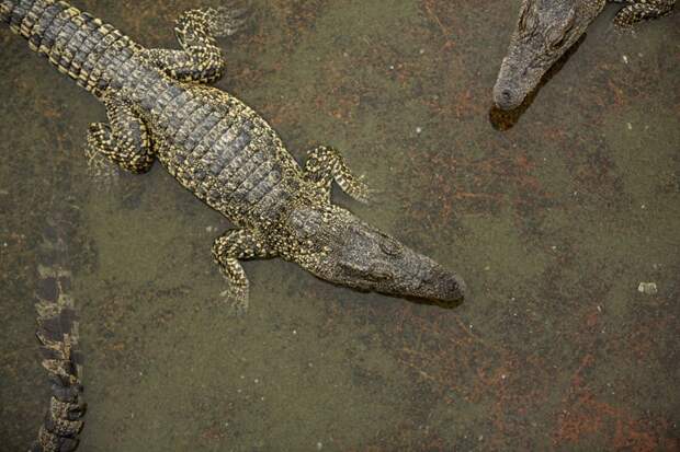 Кубинский крокодил (Crocodylus rhombifer)  животные, интересно знать, крокодил, факты