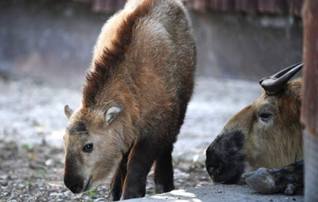 В Московском зоопарке родился редкий сычуаньский такин