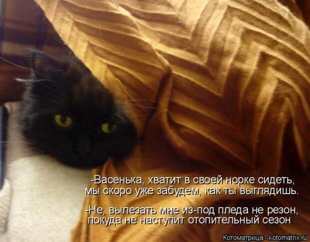 Лучшие котоматрицы недели (50 фото)
