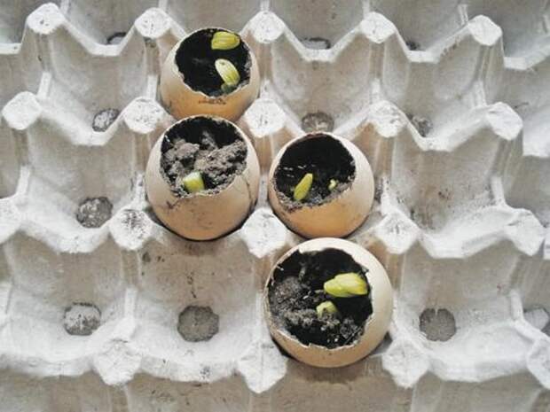 рассада в скорлупе, посадка семян в скорлупу яиц, выращивание расады в яичной скорлупе