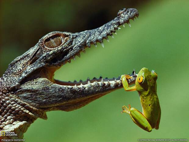 Лягушонок и маленький нильский крокодил