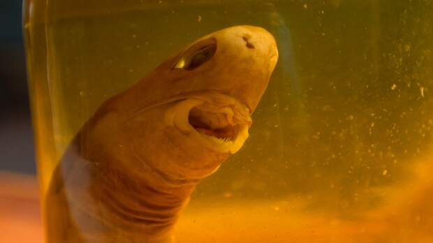 cookiecutter shark specimen preserved in a jar