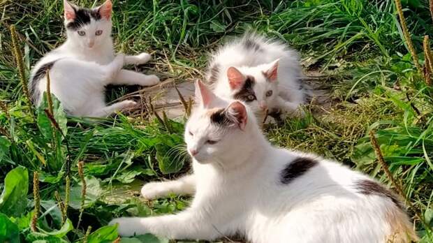 Валаамские коты