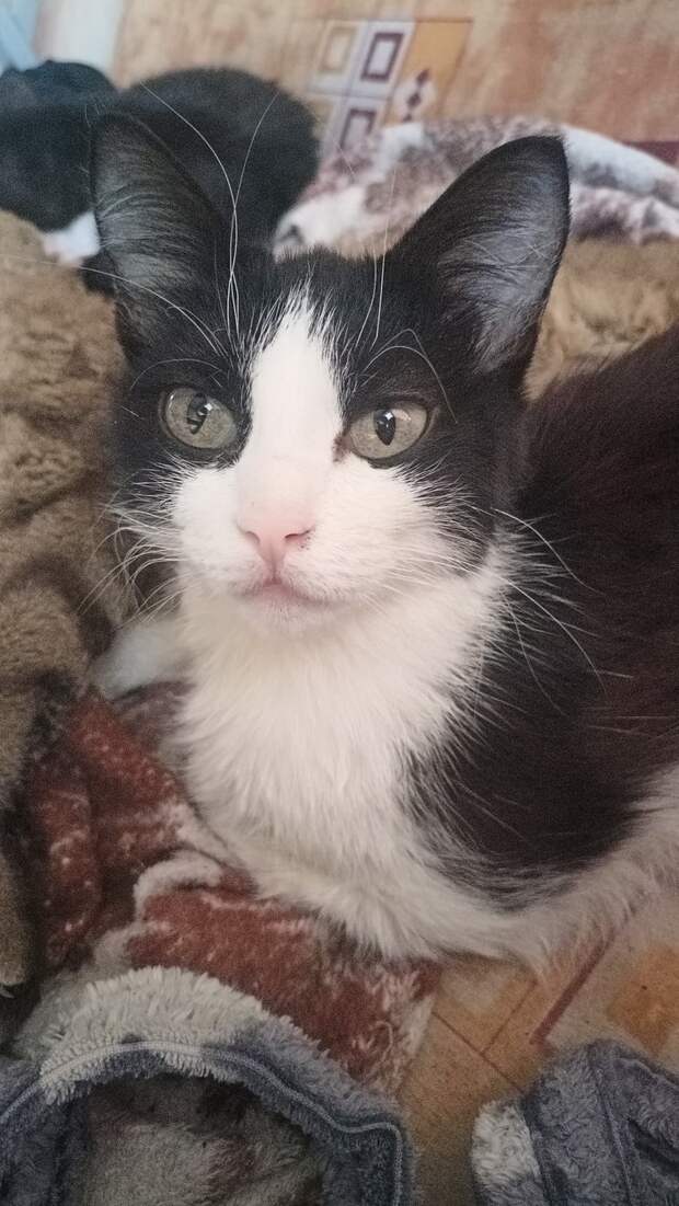 Мои котики - часть вторая