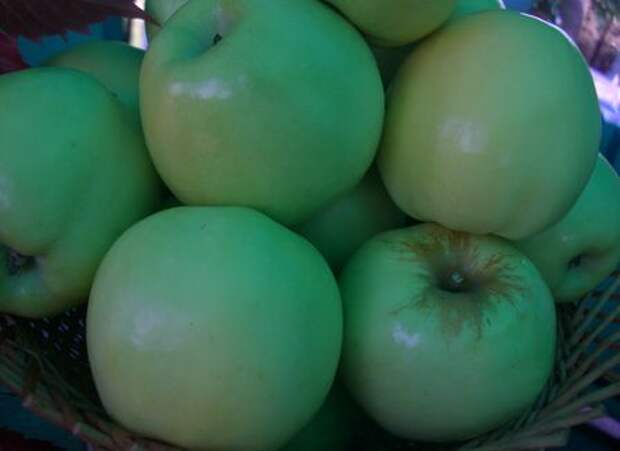 5 самых популярных сортов яблонь