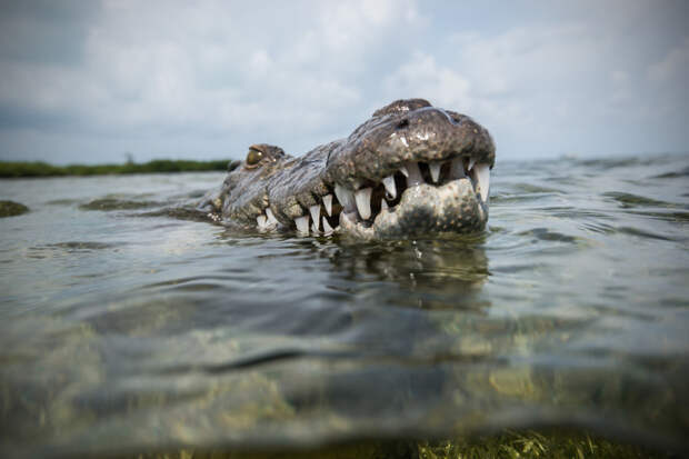 Подводная прогулка с крокодилами крокодил, прогулка
