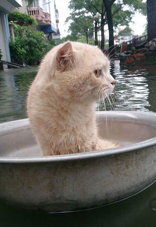 За неимением яхты и тазик сойдет животные, кот