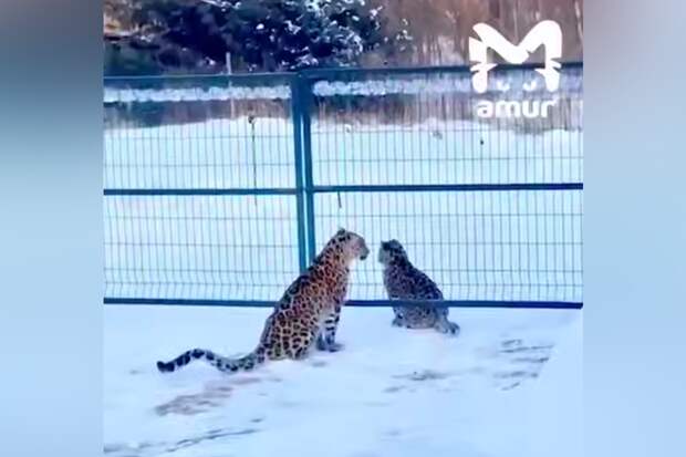 Amur Mash: два дальневосточных леопарда пришли в село Приморья