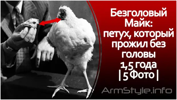 Петух без головы прожил 18 месяцев. Петух прожил без головы 1.5 года. Майк (Безголовый петух)полиции.