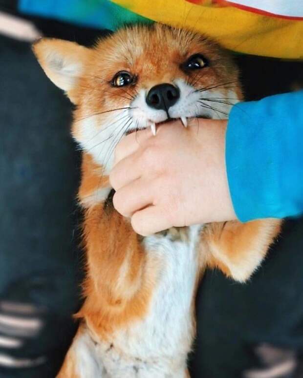 Самая популярная лиса в Instagram по кличке Джунипер