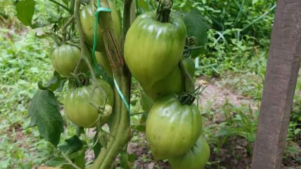 Чем подкормить помидоры для отличного урожая