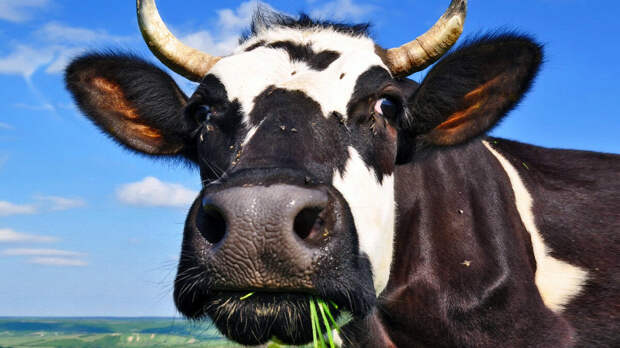 источник фото: fermeragronom.ru