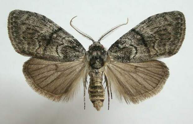 10 невероятных фактов о насекомых Скарабей, жуки, крылья, муха, насекомые, стрекоза, факты