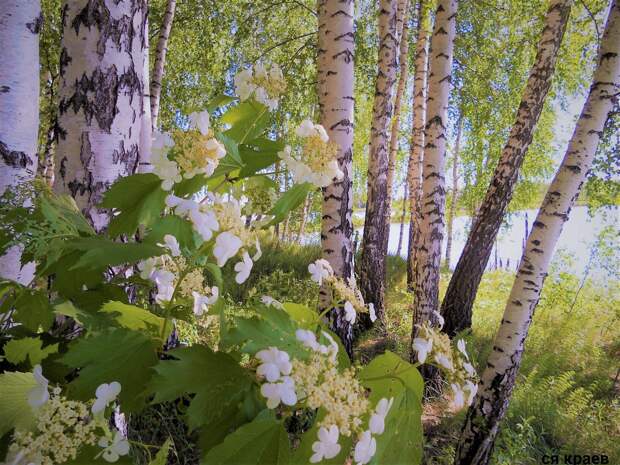 Красоты России (#602)
