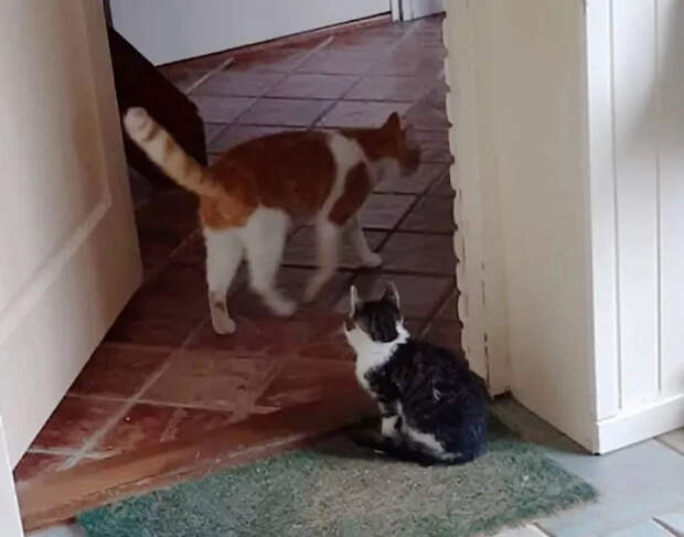 Без кота и жизнь не та