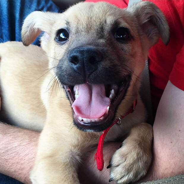 adopted-dogs-first-day-home-76-579776269aa58__700
