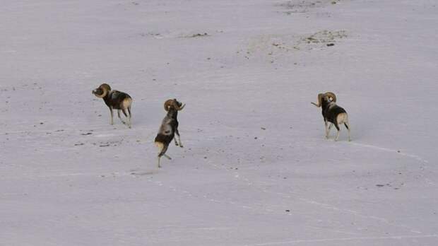 Бараны аргали / Фото: Алексей Кужлеков