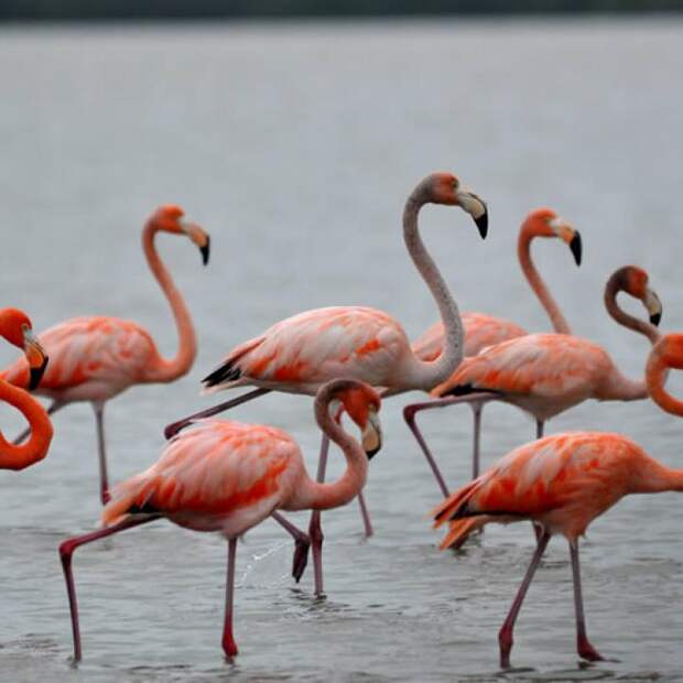 Картинки по запросу flamingos in colombia