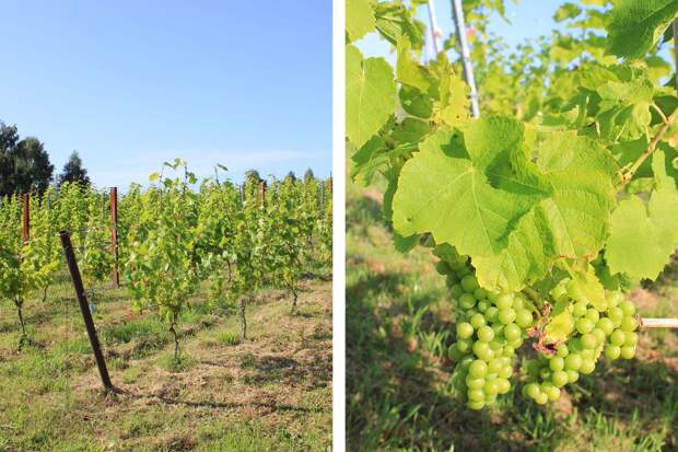 На ферме «Люблино»