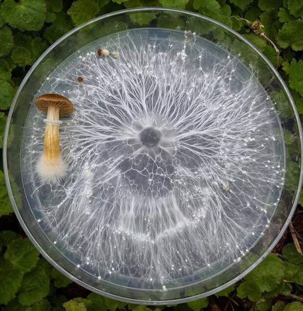 Мицелий гриба в чашке Петри