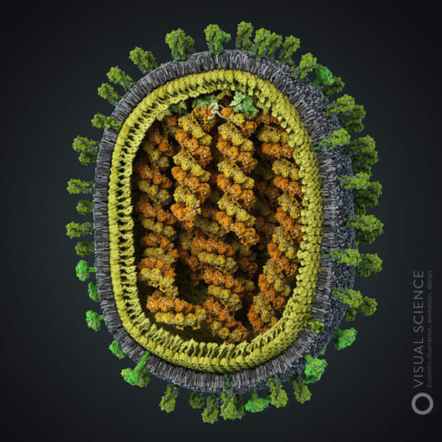 Вирус гриппа A/H1N1