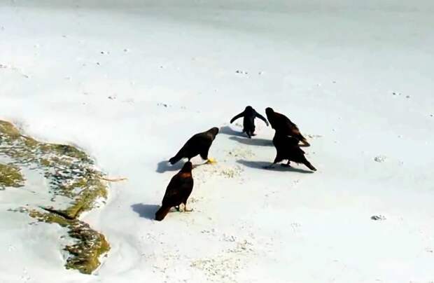 Стая соколов напала на пингвиненка: он не мог сбежать, но вдруг на помощь пришли утки