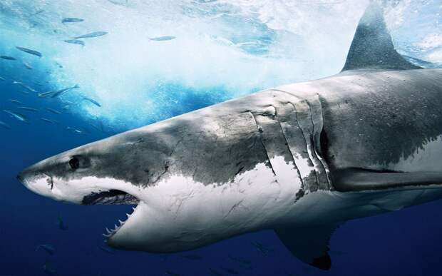 Невероятный факт: акулы древнее деревьев.