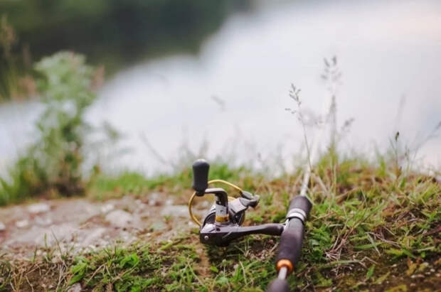 В Камбодже рыбаки поймали в реке Меконг сома размером больше человека