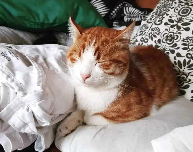 Без кота и жизнь не та