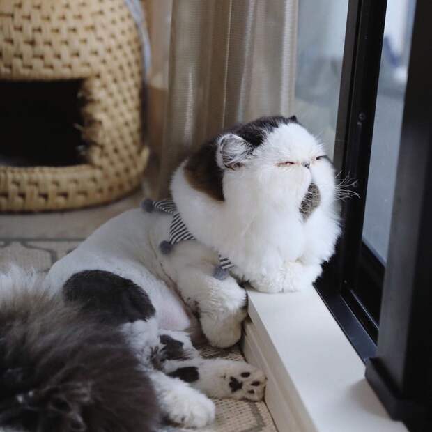 кот у окна