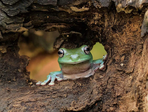 frog-photography-tantoyensen-35-5836fbb73e9b2__880
