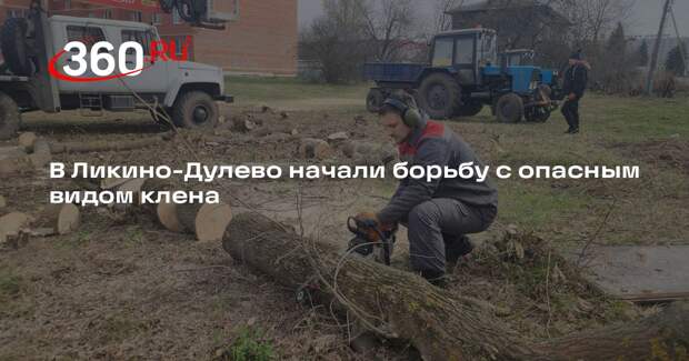 В Ликино-Дулево начали борьбу с опасным видом клена