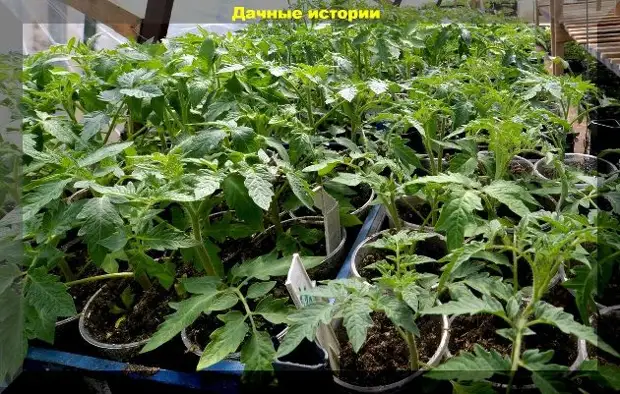 Томаты пора высаживать в теплицу, а на улице еще холодно: спасаем вытянувшуюся рассаду
