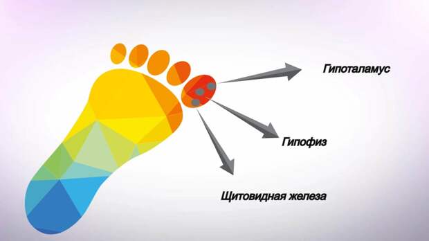 Всем доброго дня! Тема фитнес для мозга - моя самая любимая. Ведь именно от серого вещества зависит насколько молоды, здоровы и активны мы будем, как долго не растеряем интереса к жизни.-3