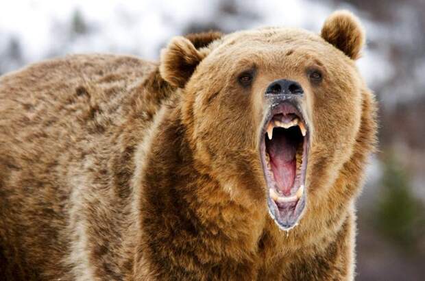 2. Медведь. животные, интересное, природа, суперспособности