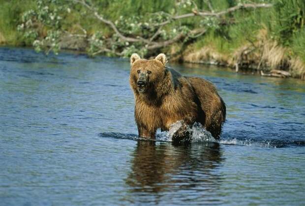 Кадьяк – самый крупный медведь на планете